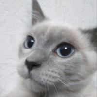 Change your avatar