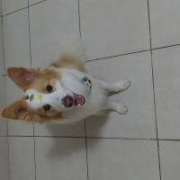 IMG