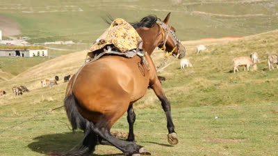 3 HOUR of HAPPY HORSES to Make Your Day Better! - Scenic Relaxation Film With Calming Music