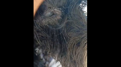 vt caozinho cm catarata precisando  de ajuda