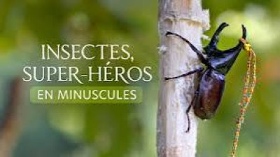 Les insectes, super-héros en minuscule - S 1 Ép 3 - Redoutables prédateurs