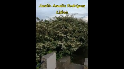 JARDIM AMALIA RODRIGUES, LISBOA, PORTUGAL