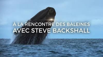A la rencontre des baleines avec Steve Backshall - S 1 - Des baleines et des hommes
