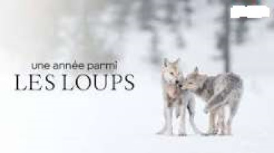 Une année parmi les loups