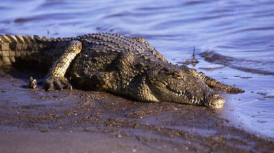 Okavango mission crocodiles