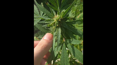 Hemp thc medical