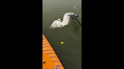 El momento exacto en que liberé a esta ave atrapada ?✨ #BirdRescue #Viral