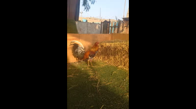 Gallos de oro