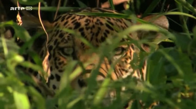 Luxuriante Amazonie E03 – Danger de mort.