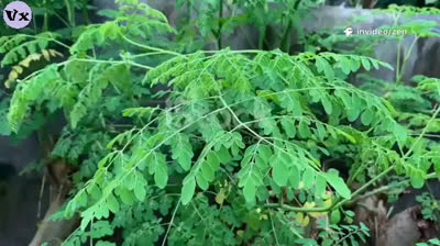 Le Moringa