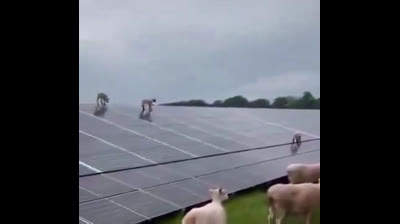 ¿Que es la AGENDA 20 30?⚠️ La DESTRUCCIÓN de la Naturaleza, de la Ganadería, de la Agricultura y la hambruna que nos matara a todos