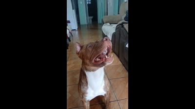 Pitbull terrier apbc