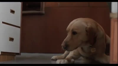 Amigos Para Sempre (1995)