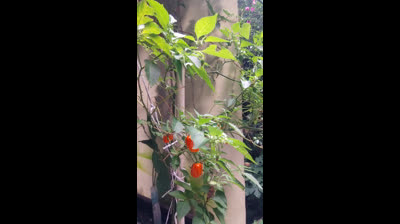 MI HABANERO DA 250GRAMOS  POR SEMANA,@GOLDACELERIUX