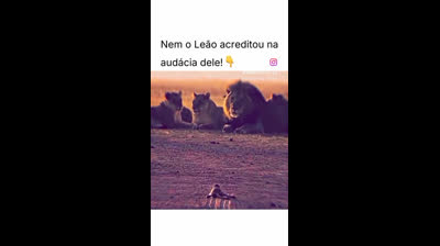 Nem o leão acreditou na ousadia dele.